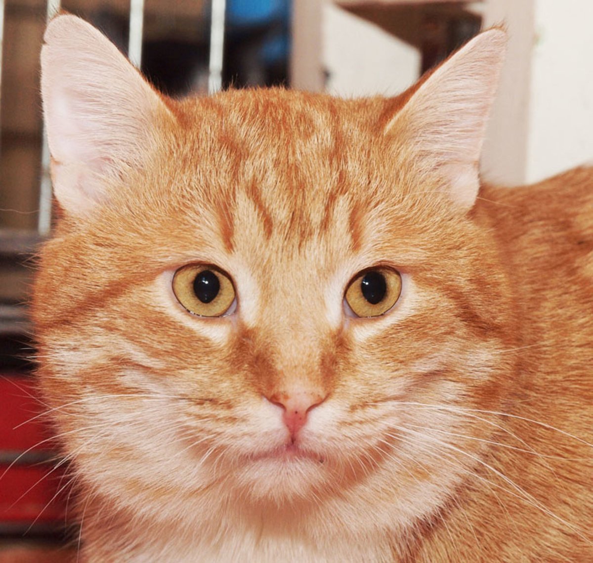 Кот метис рыжий