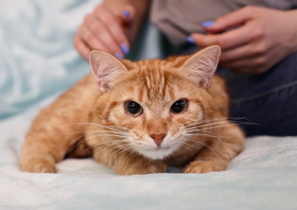 Котята Эстетика