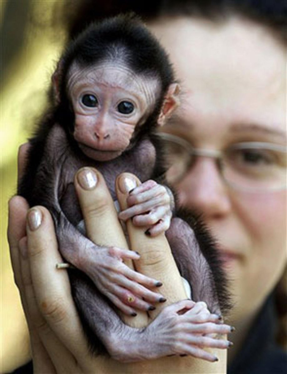 Новорожденные обезьянки