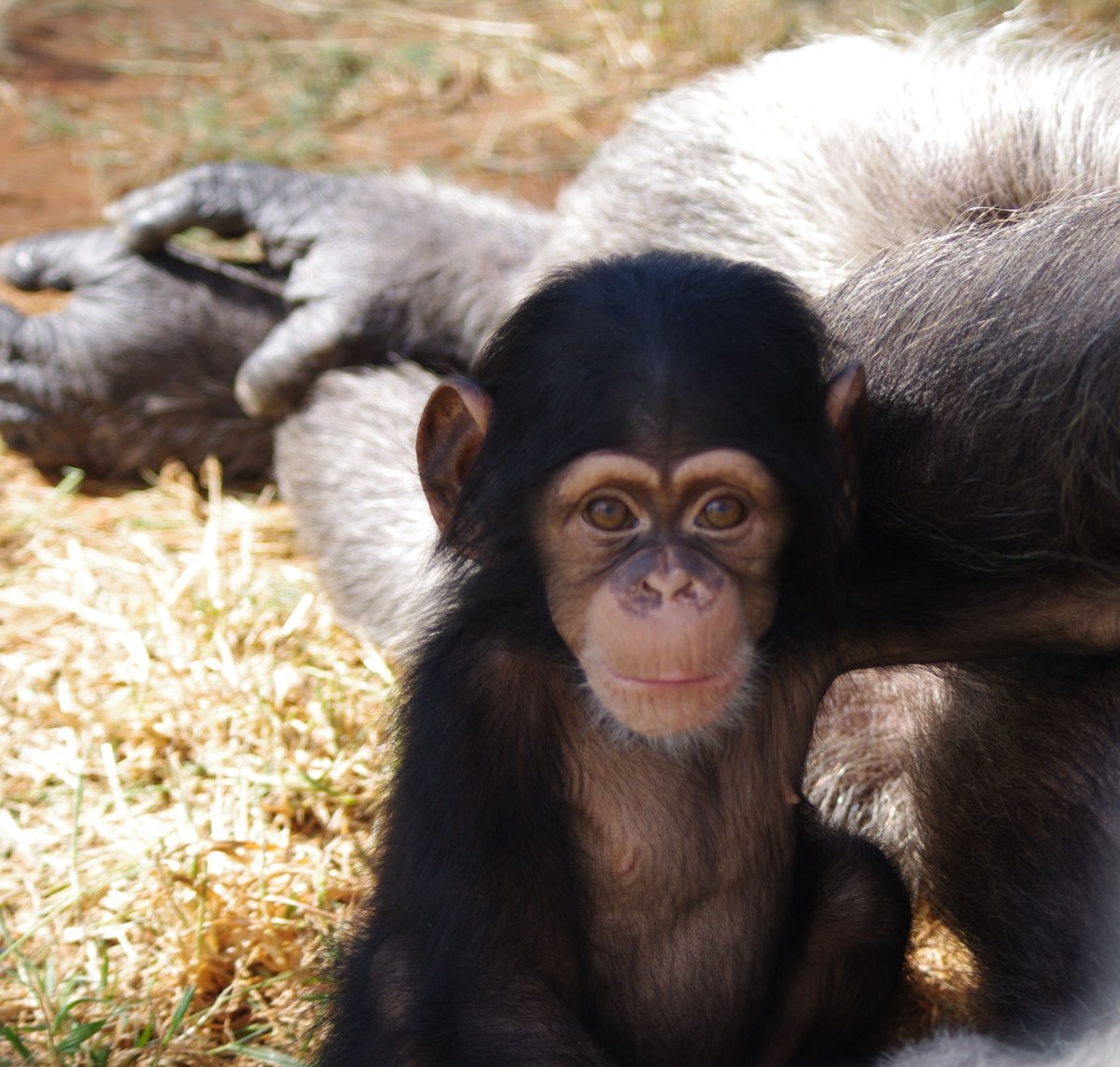 Собака шимпанзе порода