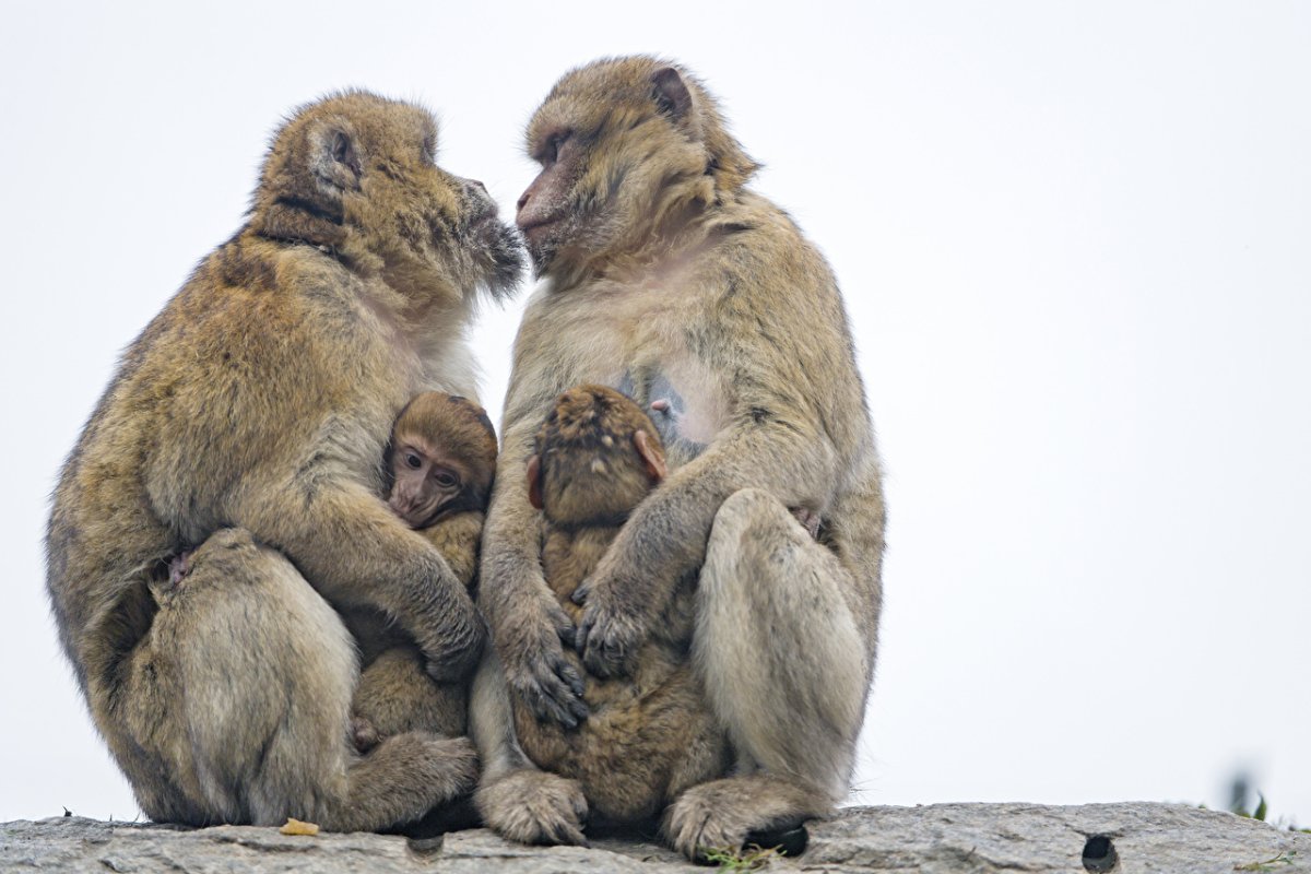 Детеныш обезьяны