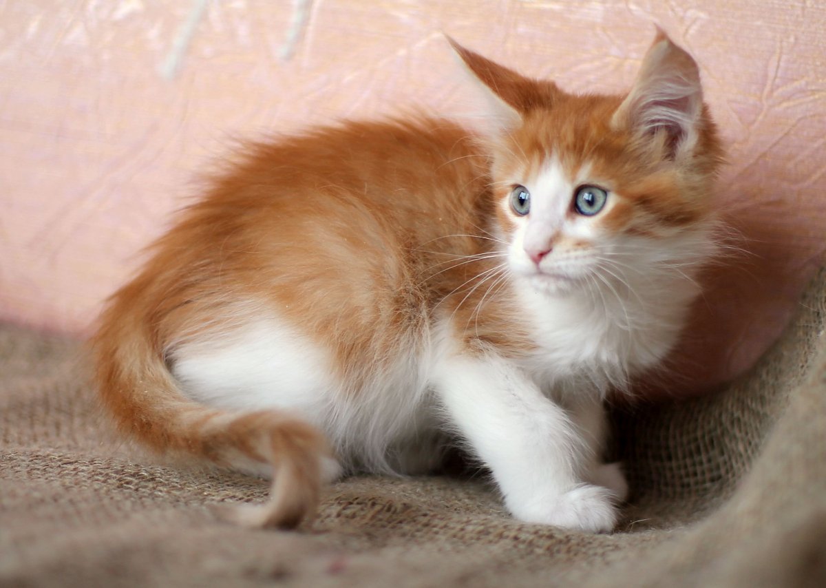 Камышовый Мейн кун