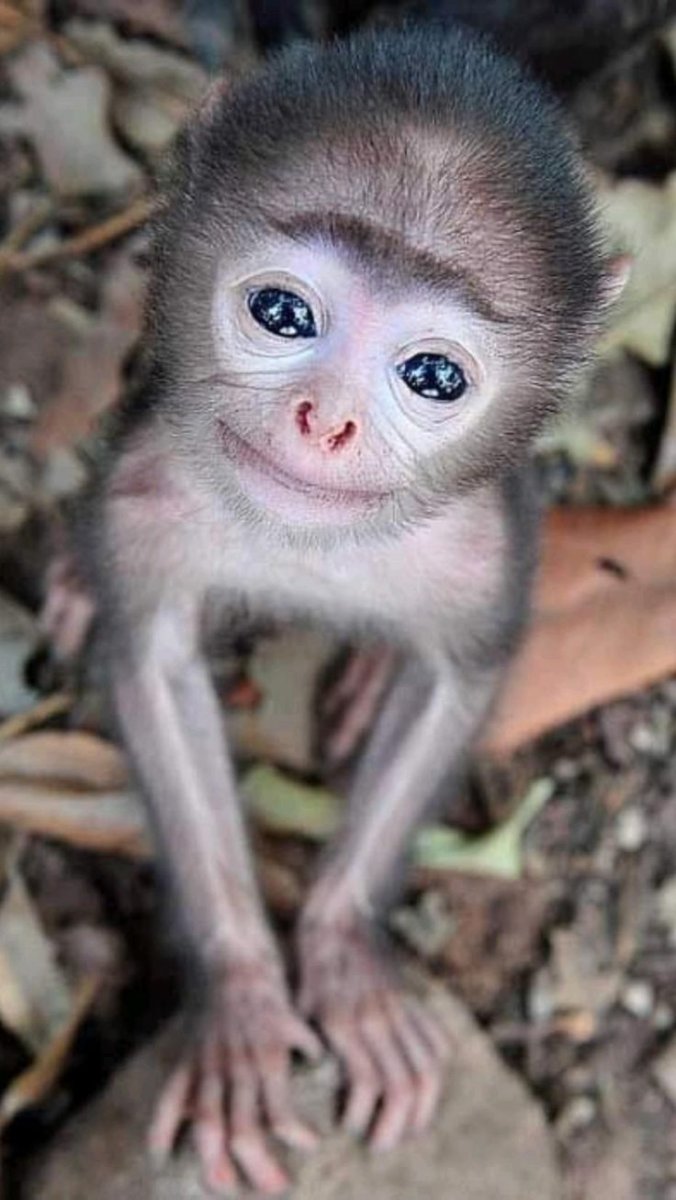 Маленькая обезьянка