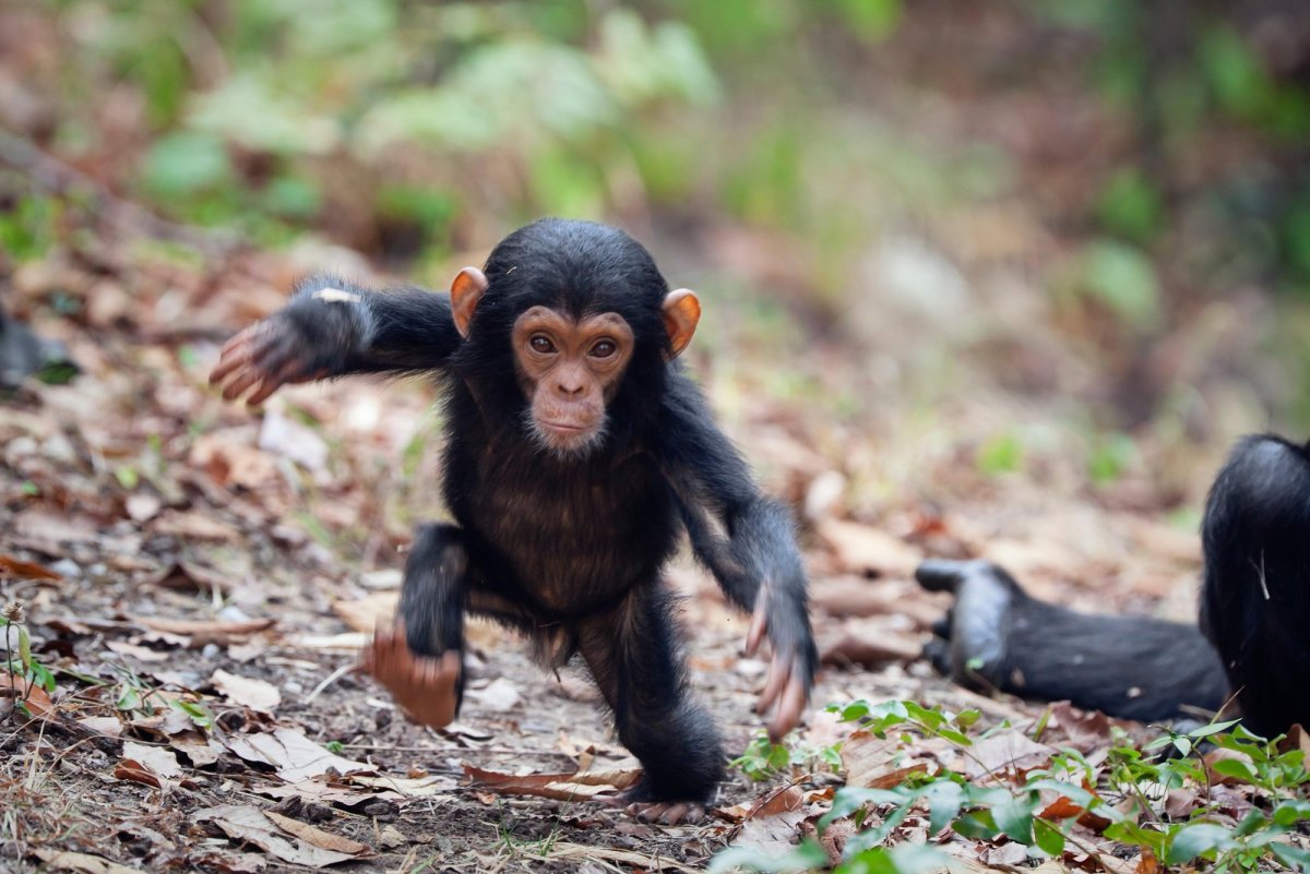 Макака бежит