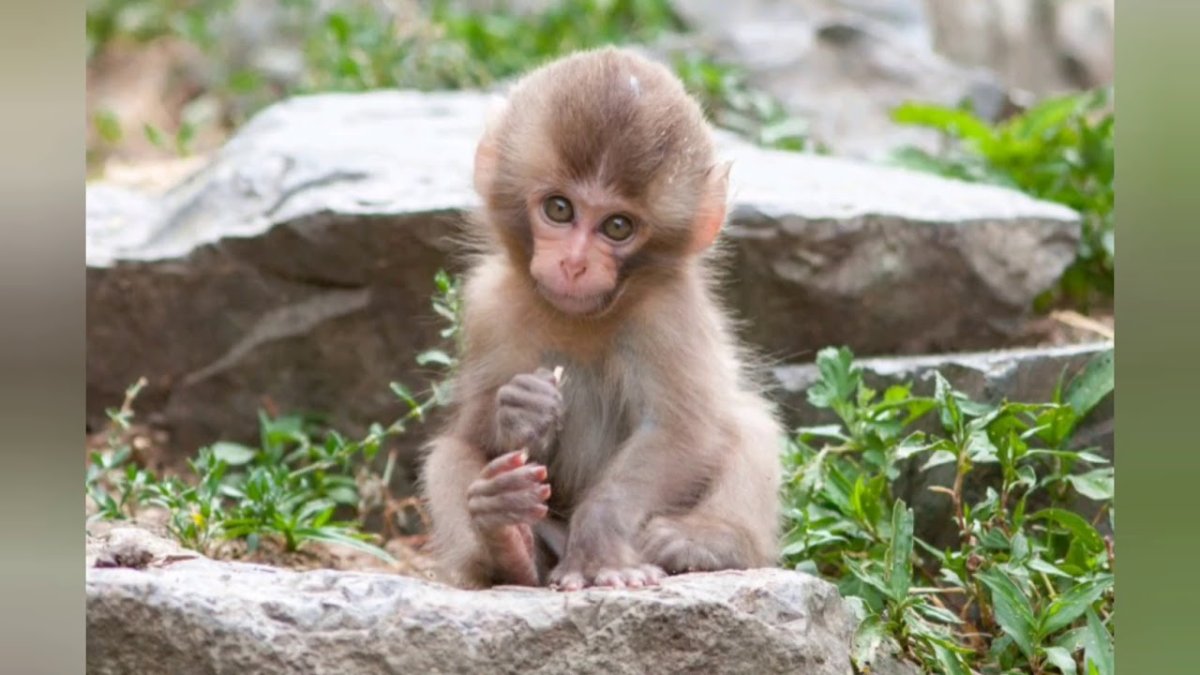 Яванский макак детеныш