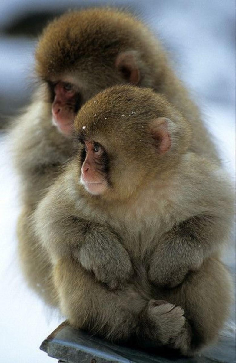 Японский макак домашний