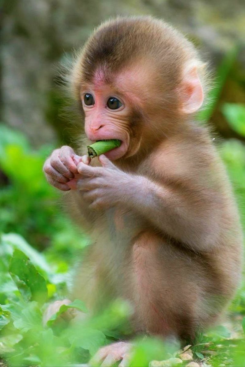 Красивая обезьянка