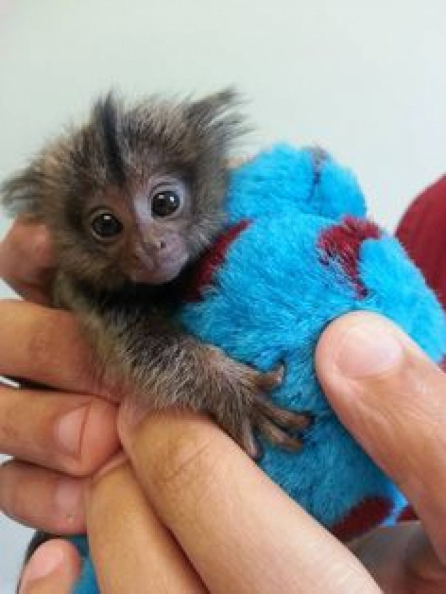 Мини обезьянки