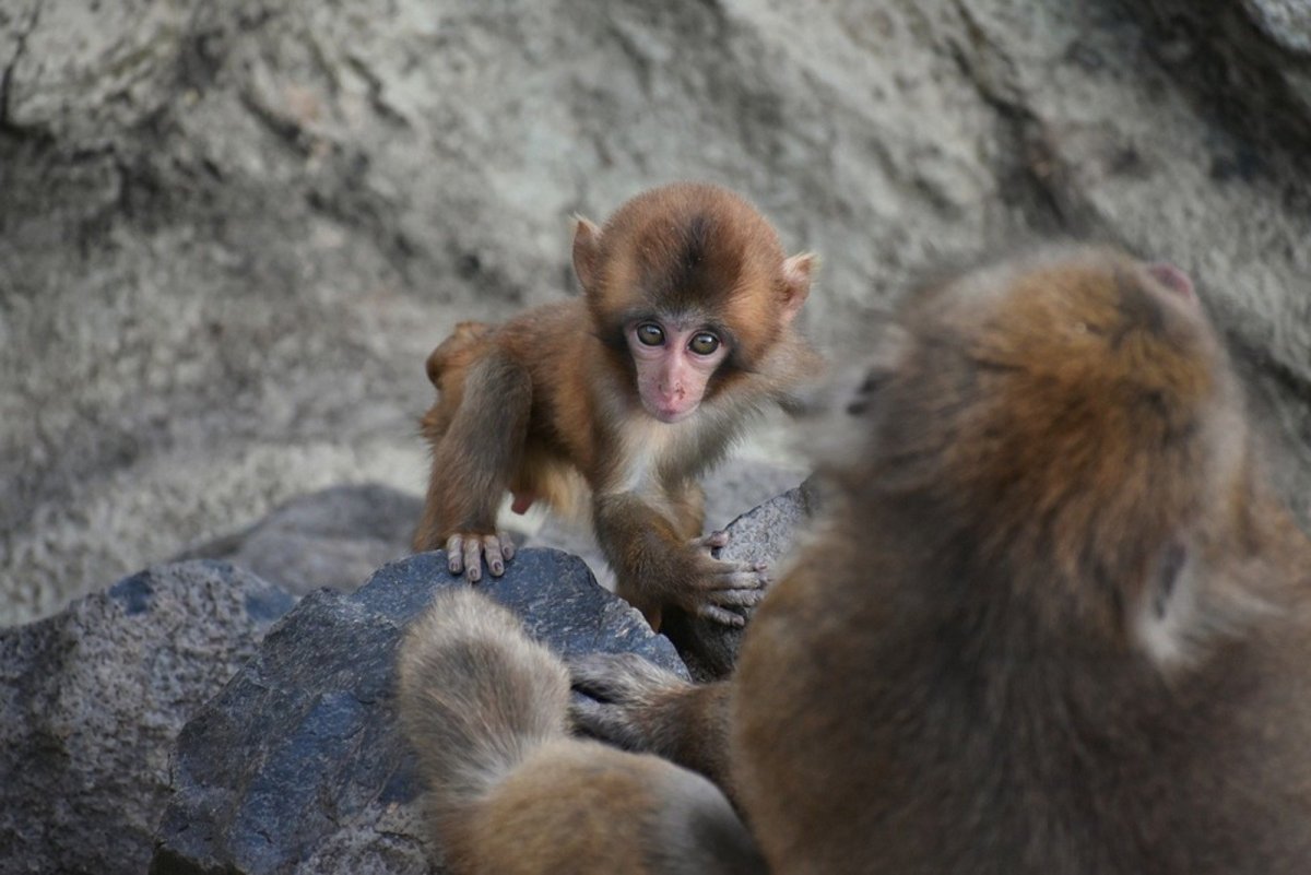 Московский зоопарк мартышки