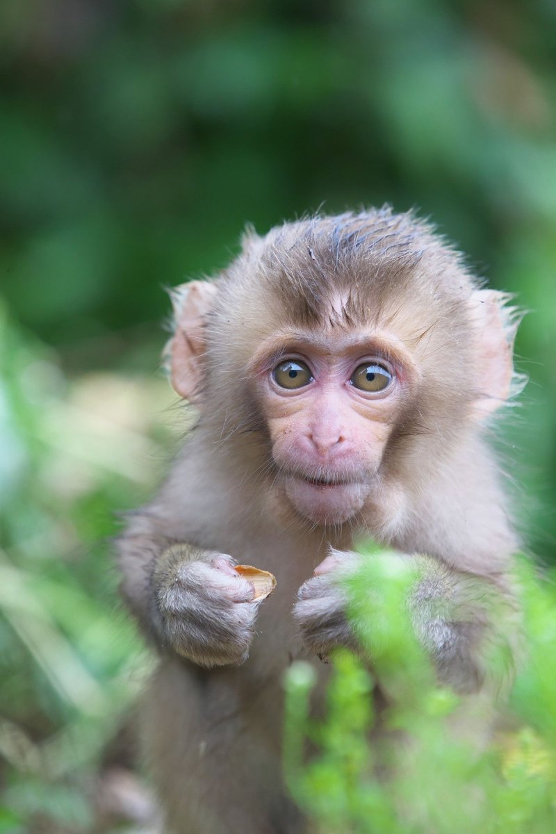Яванская мартышка