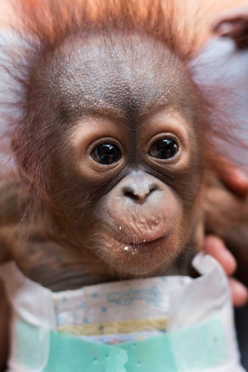 Детеныш мартышки