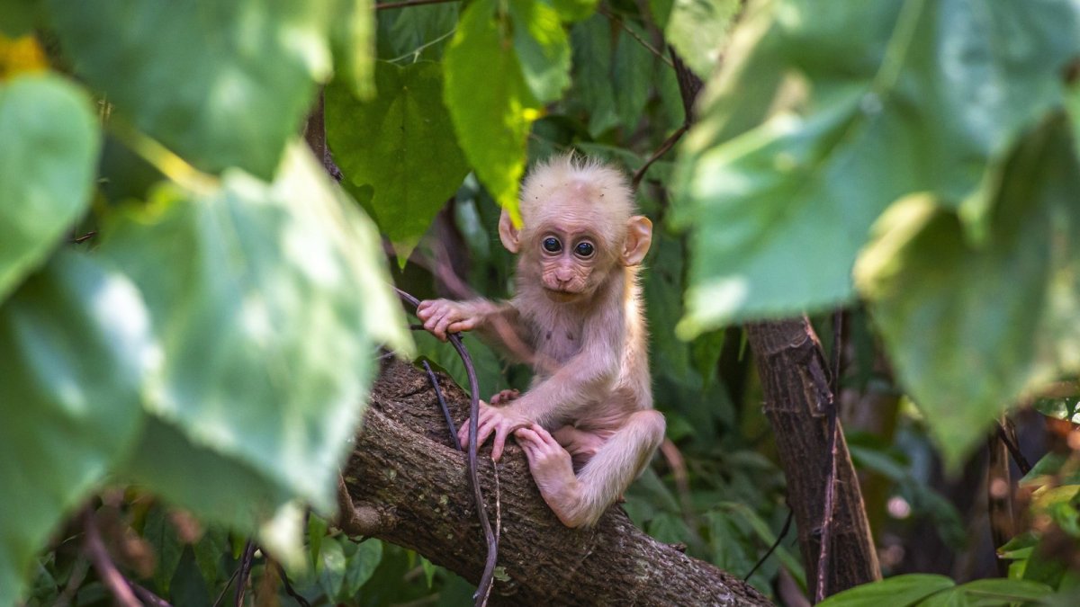 Обезьяна яванская макака