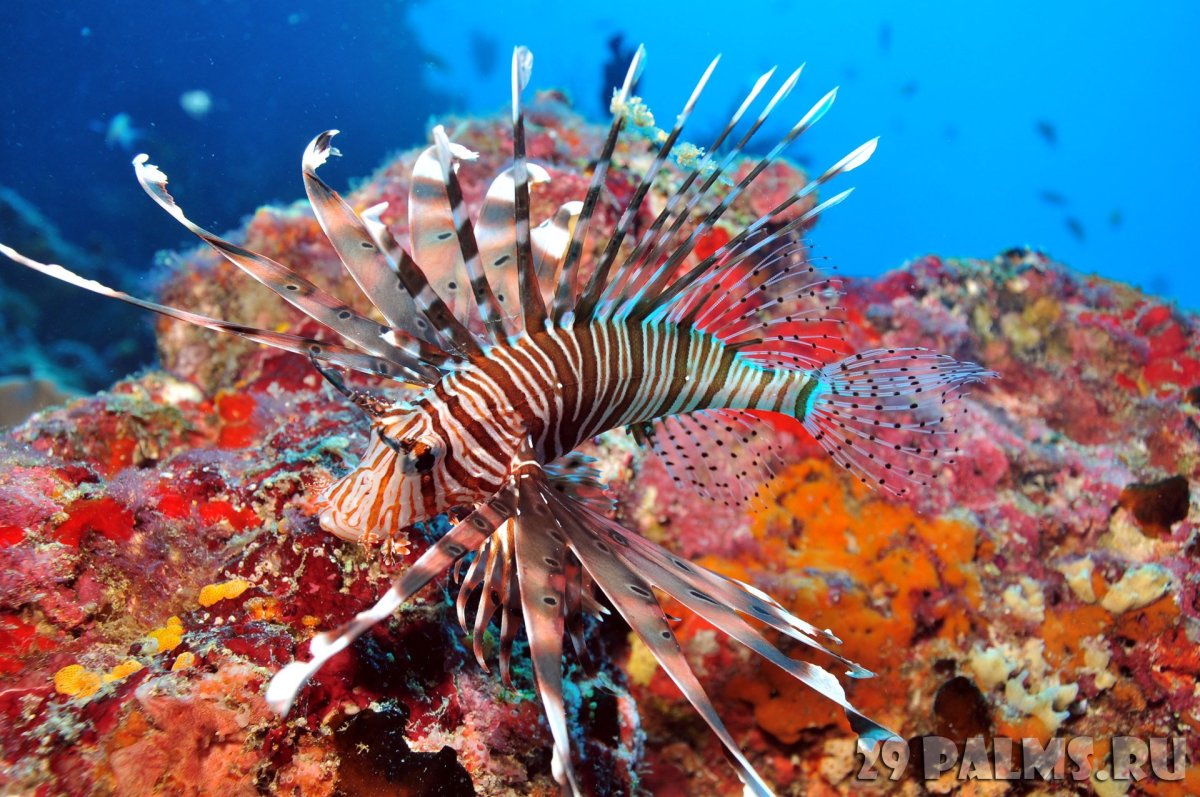 Морские обитатели Мальдивских островов