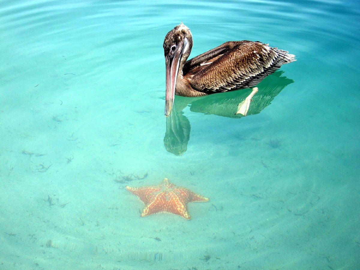 Пляж морских звезд — бока дель Драго