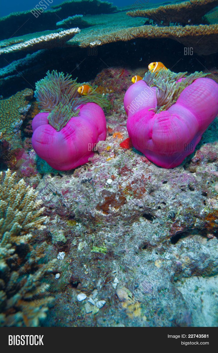 Мальдивы розовые кораллы