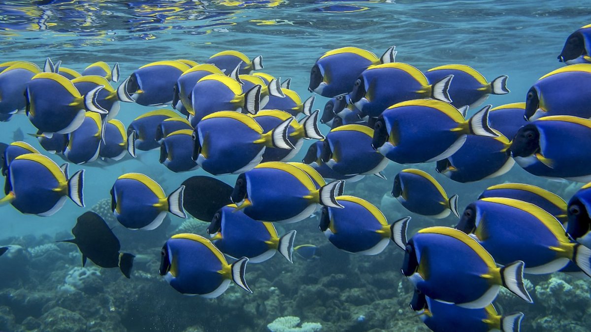 Рифы на Мальдивах