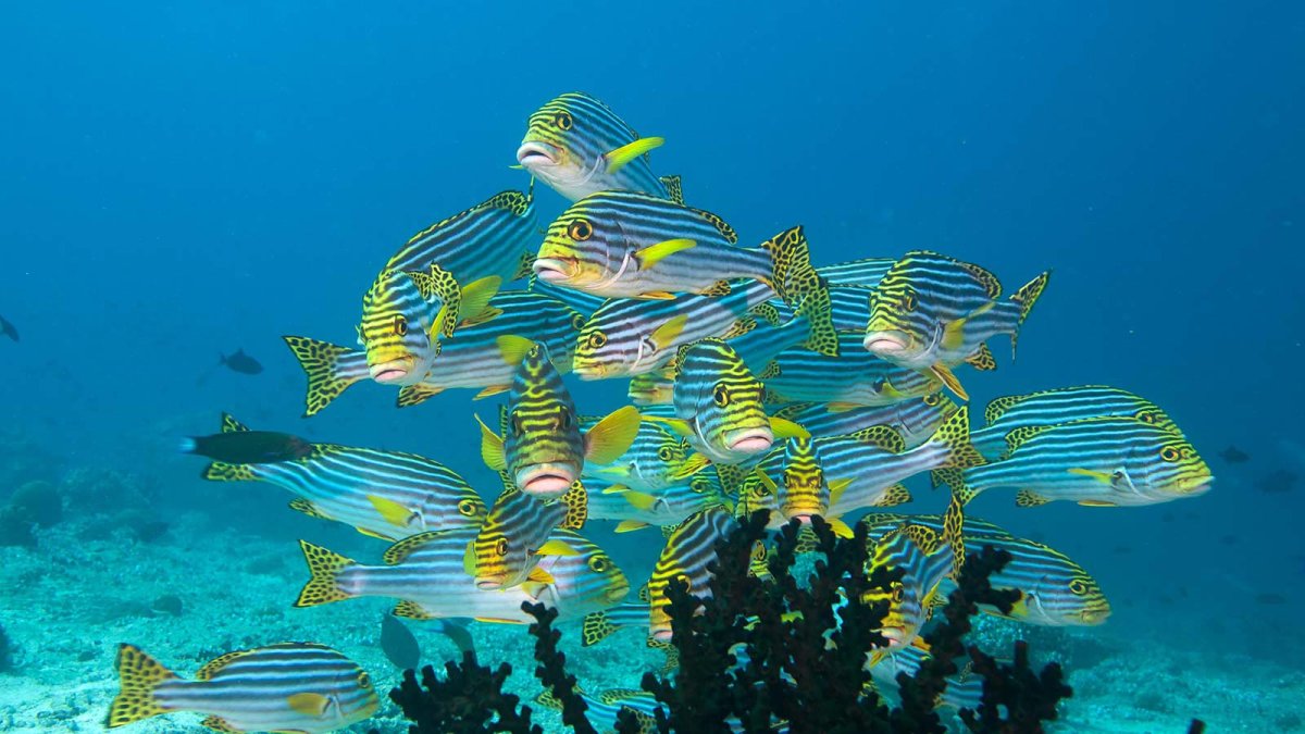 Мальдивы снорклинг риф