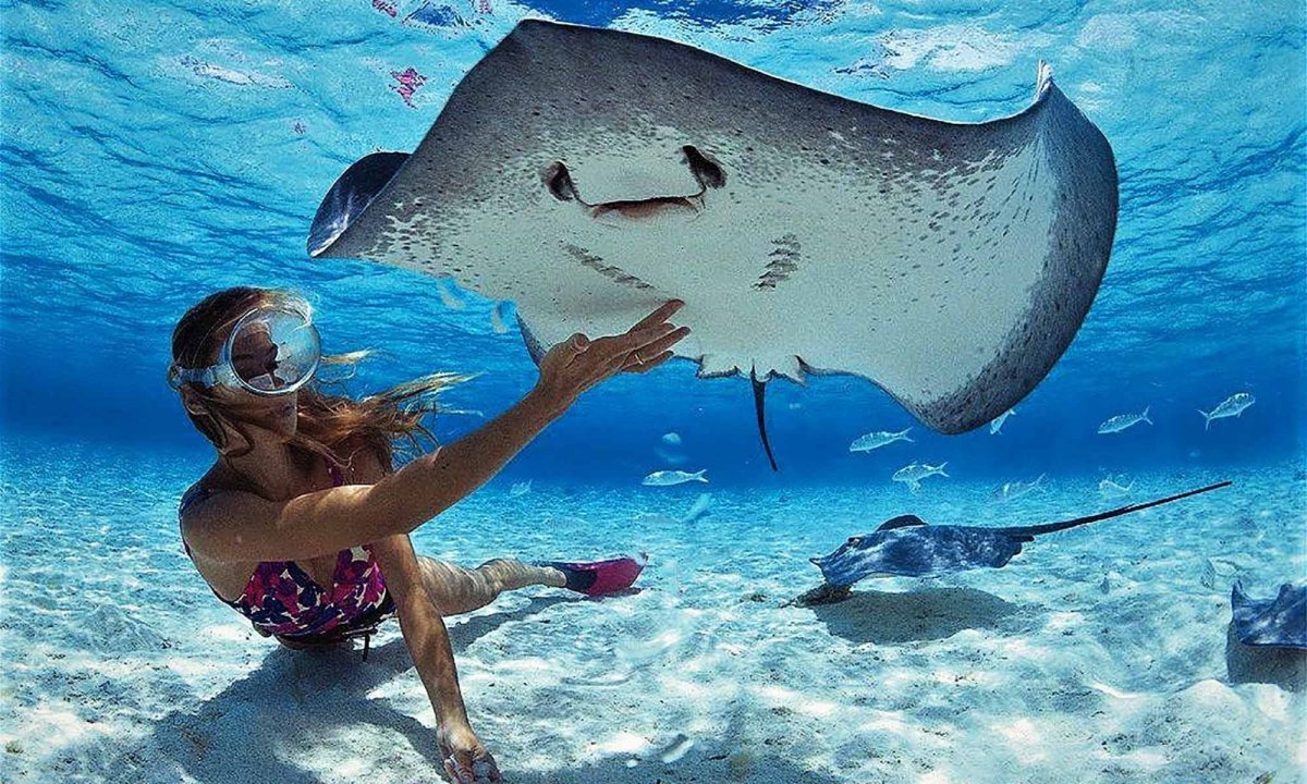 Скат хвостокол Мальдивы