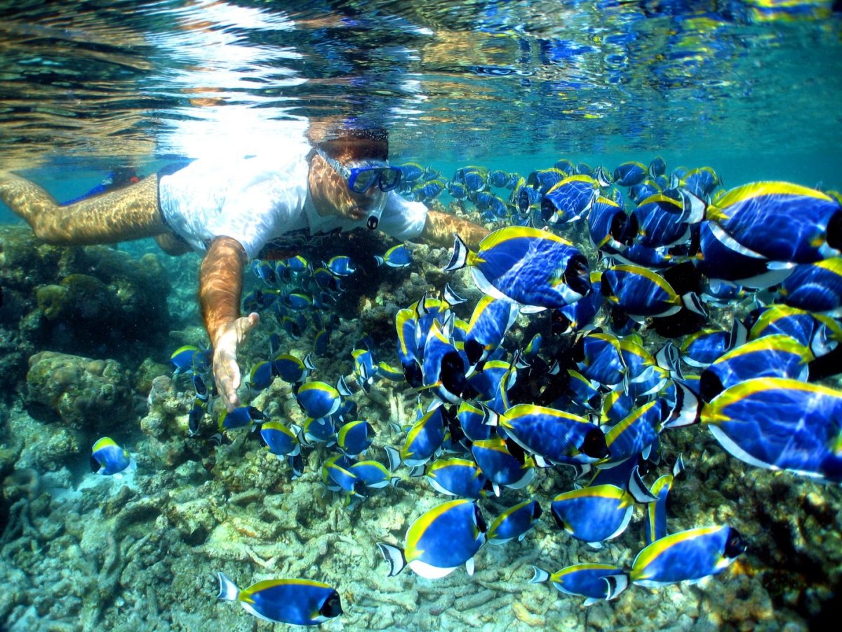 Синяя рыба на Мальдивах