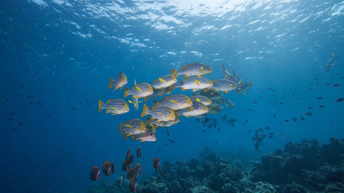 Мальдивы Водный мир