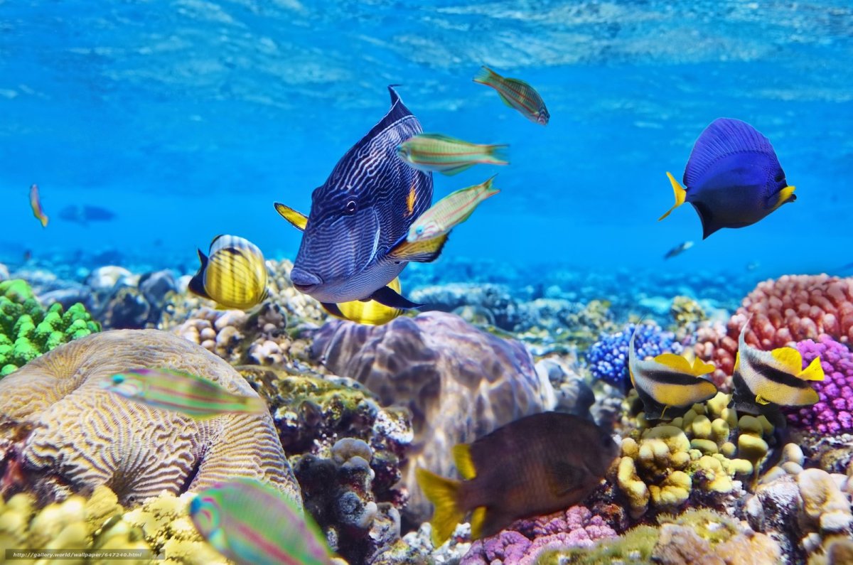 Рыбки риф Мальдивы