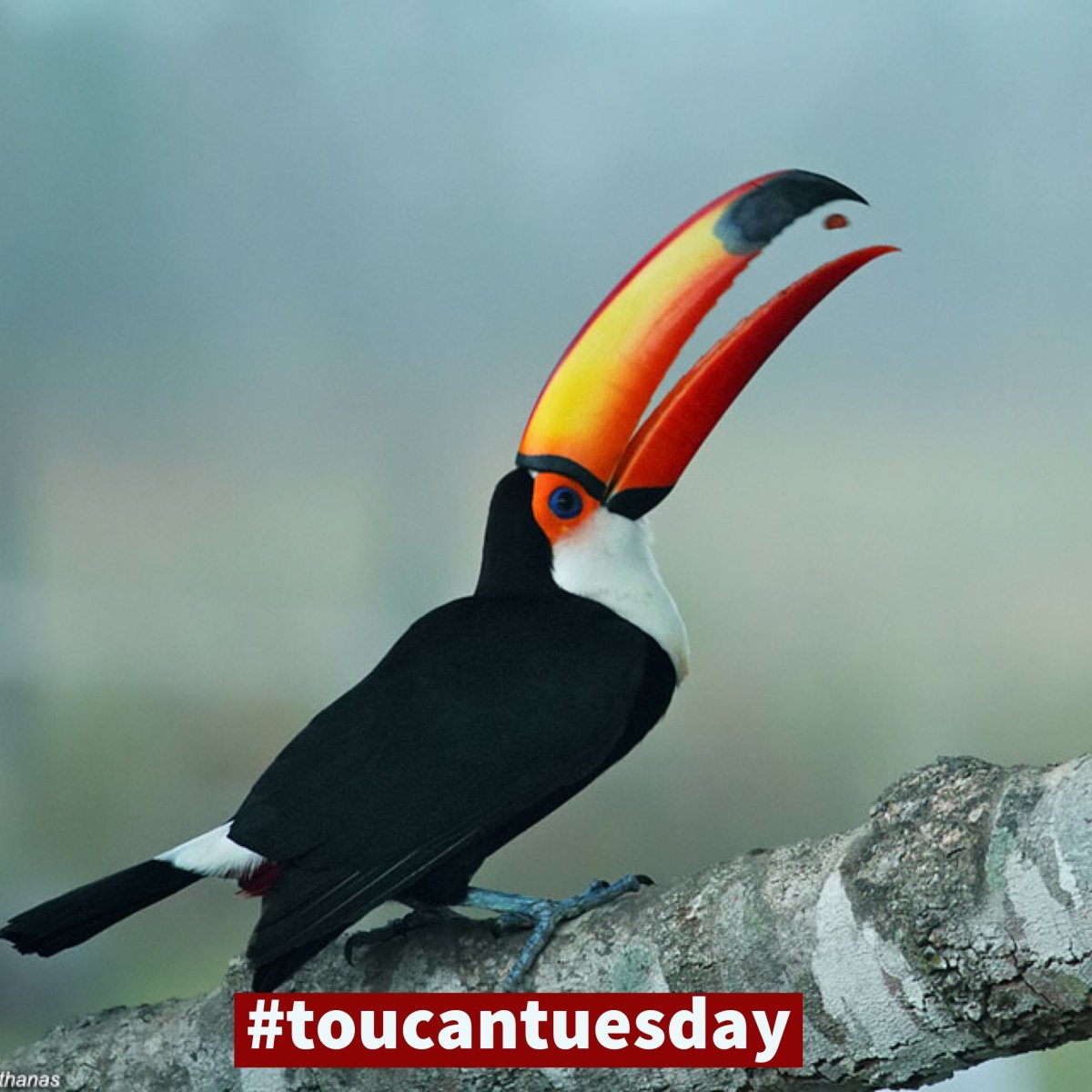 Тукан Ариэль птица