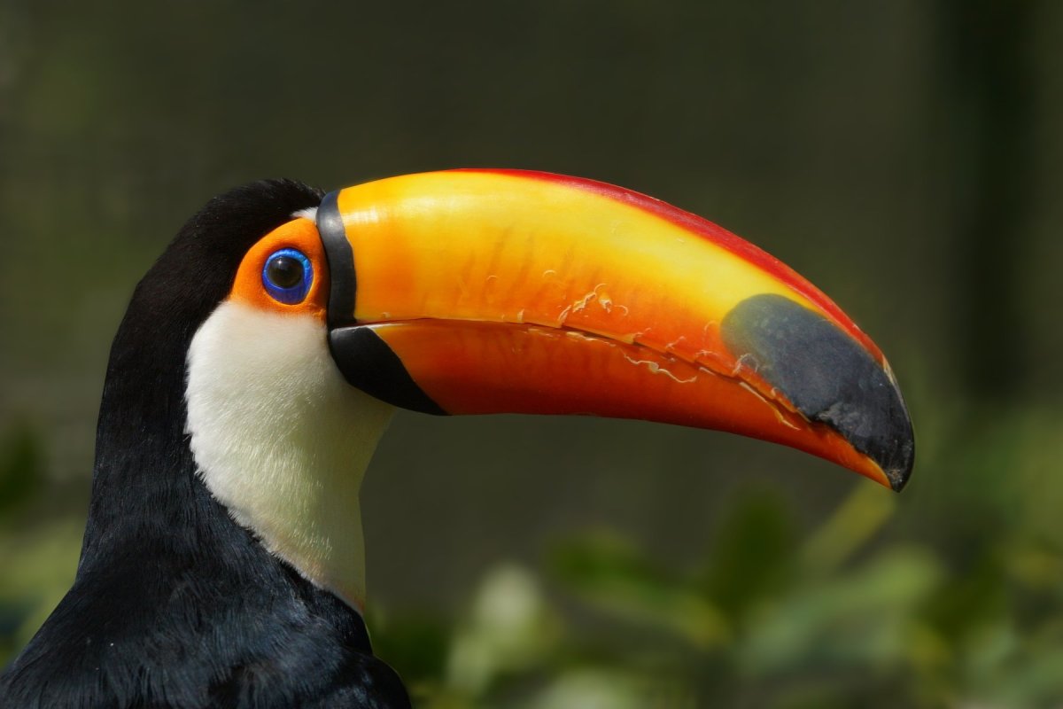 Тукан перцеед