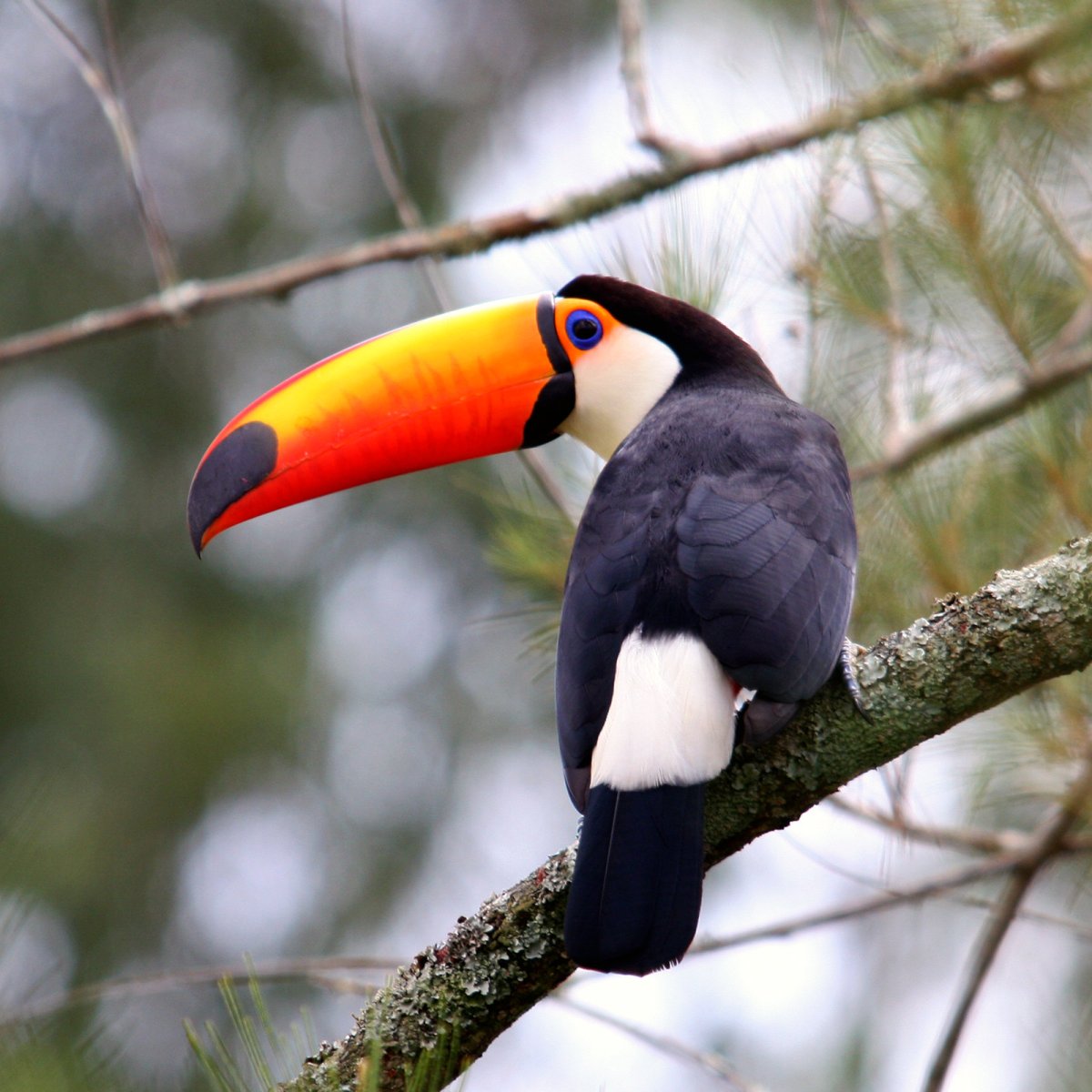 Тукан Южная Америка