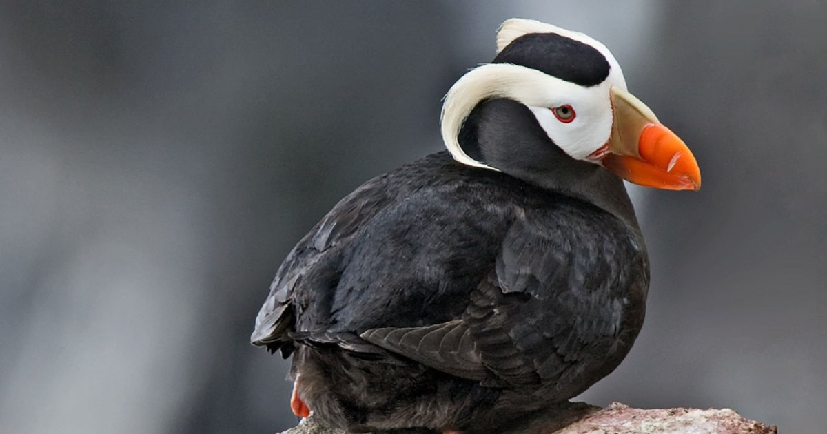 Топорок птицы Камчатки