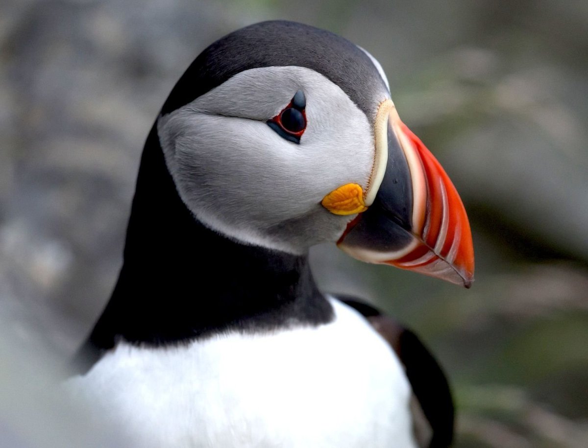 Атлантический тупик птица