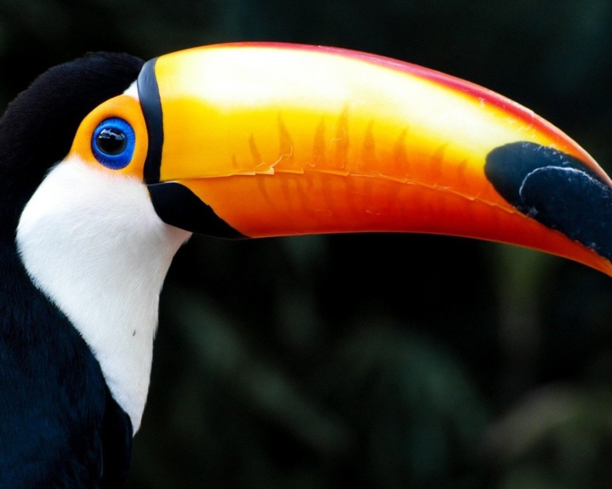 Тропические попугаи с большим клювом