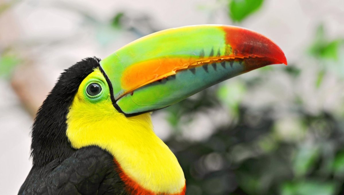 Тукан анфас