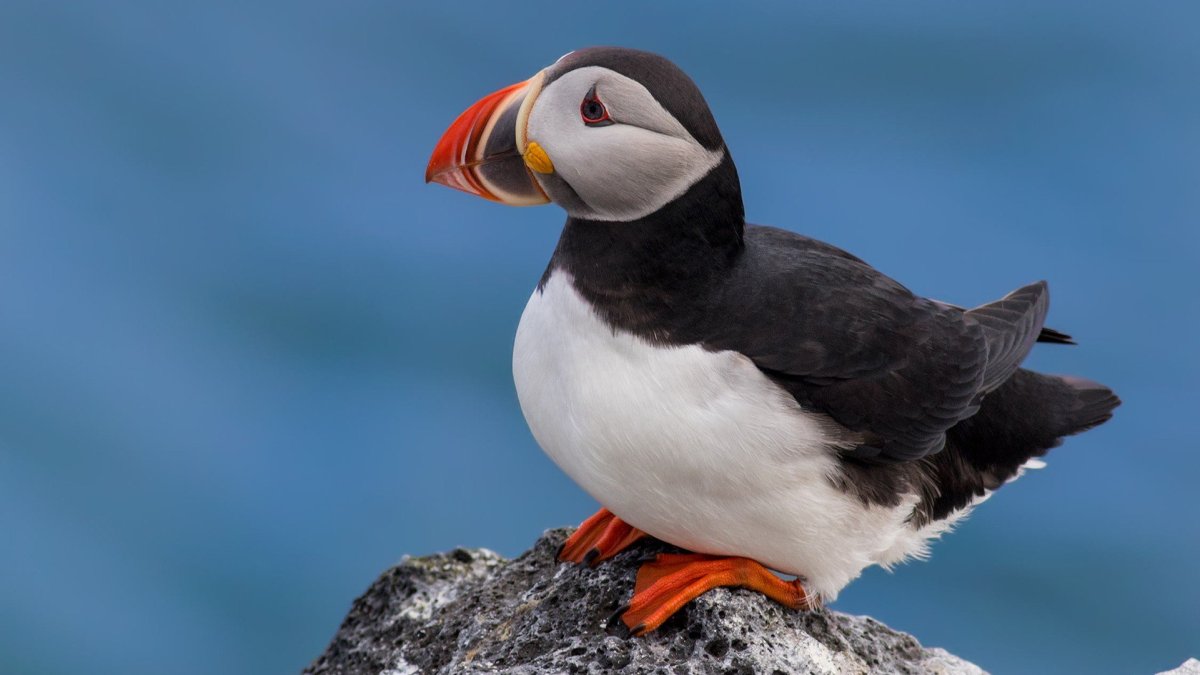 Атлантический тупик в Арктике