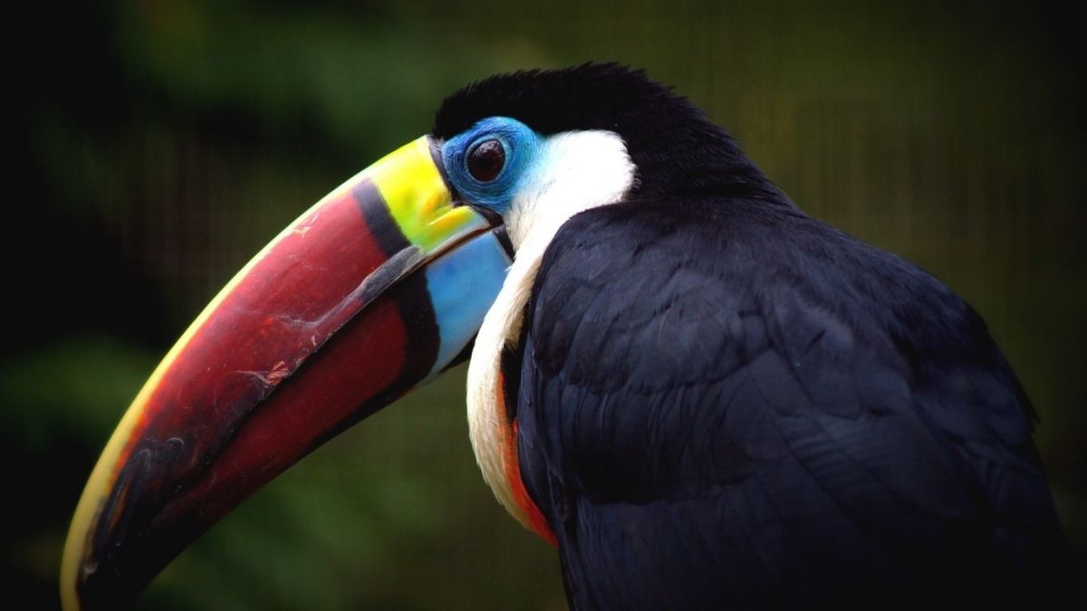 Красноклювый Тукан