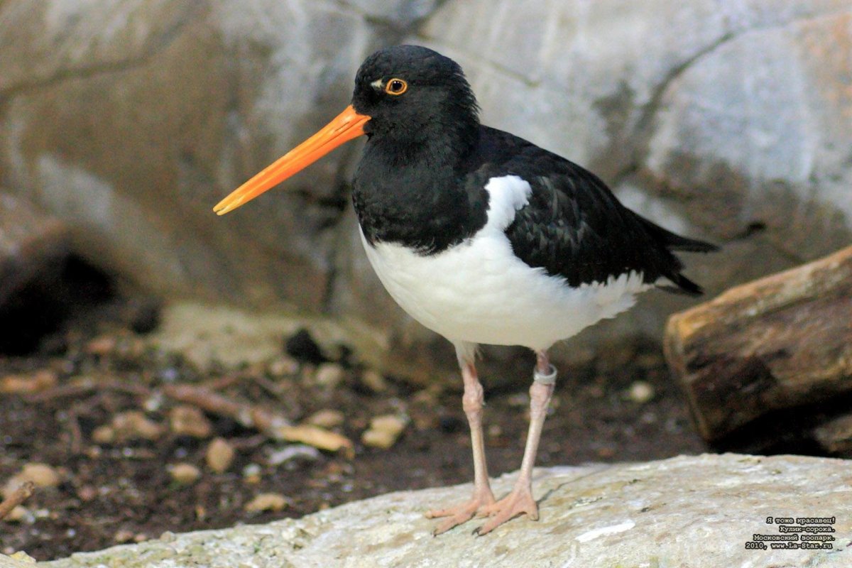 Кулик сорока птица
