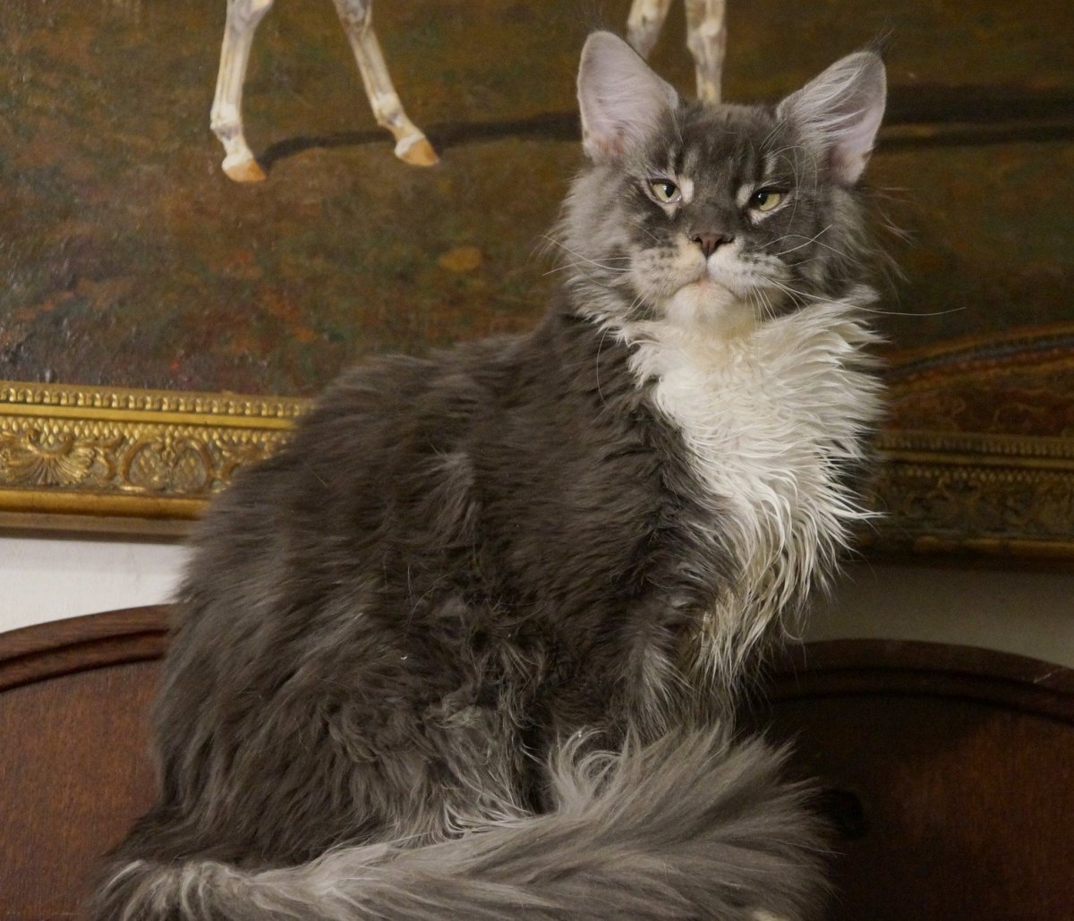 Мейн кун и сфинкс помесь