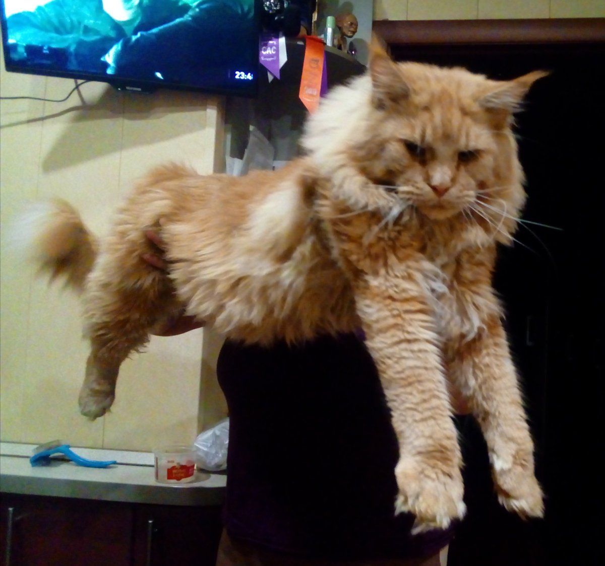 Мейн кун и сфинкс