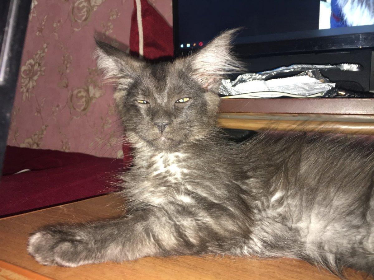 Мейн кун и обычная кошка