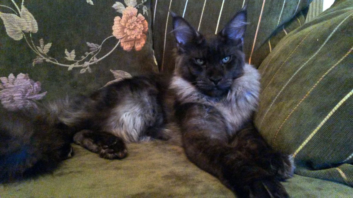 Мейн кун мальчик взрослый