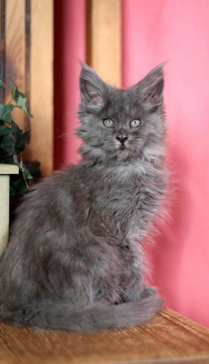 Котята помесь Мейн куна с шотландской