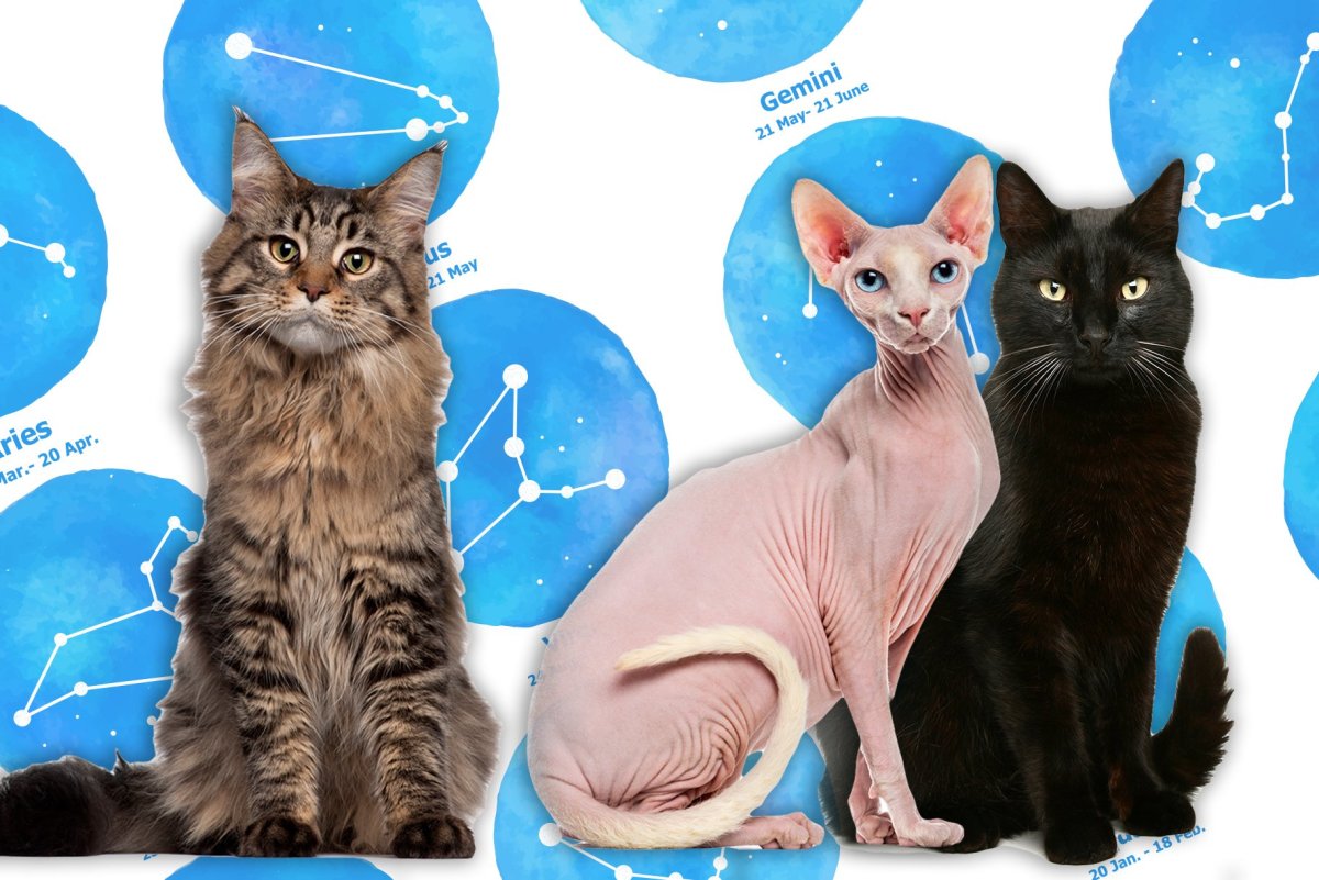 Метис Мейн куна и сфинкса