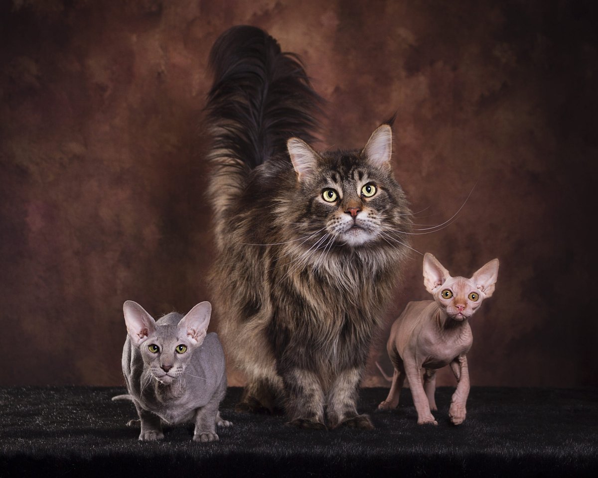 Помесь сфинкса и мейн куна