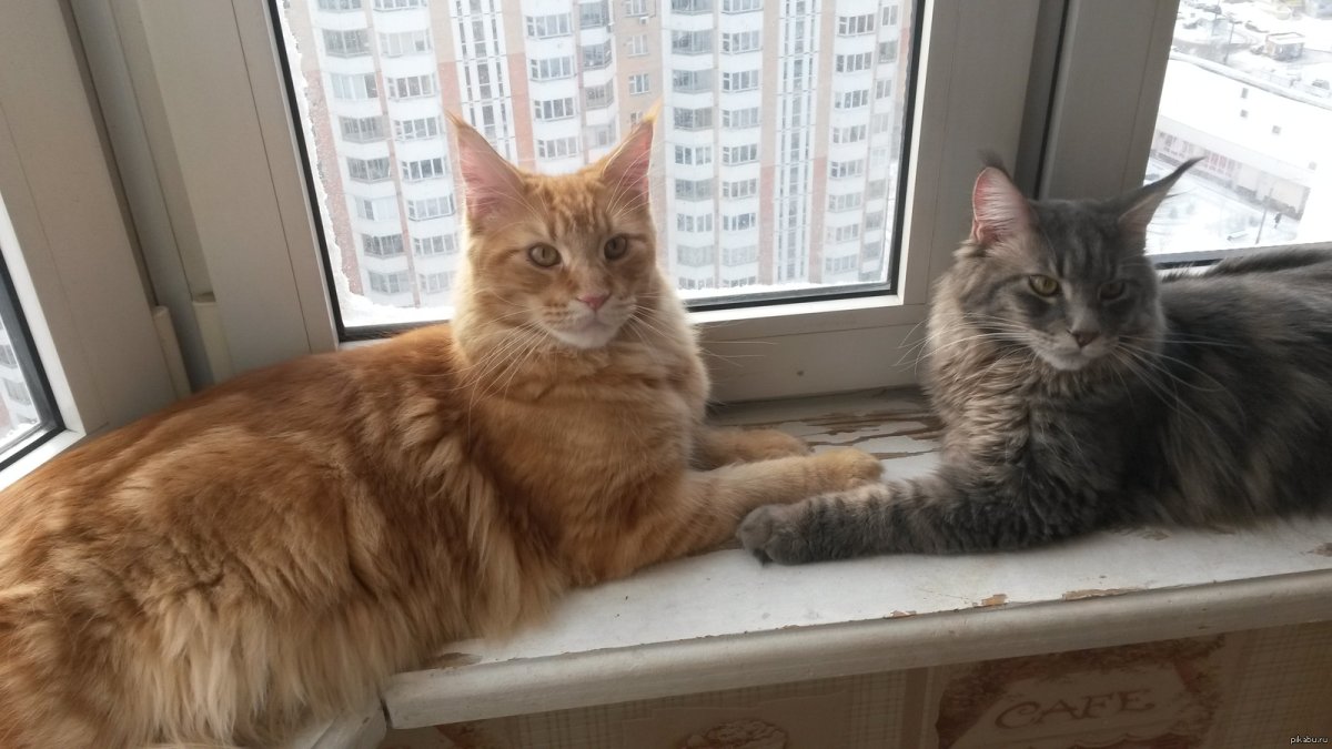 Кошка Ориентал грузин