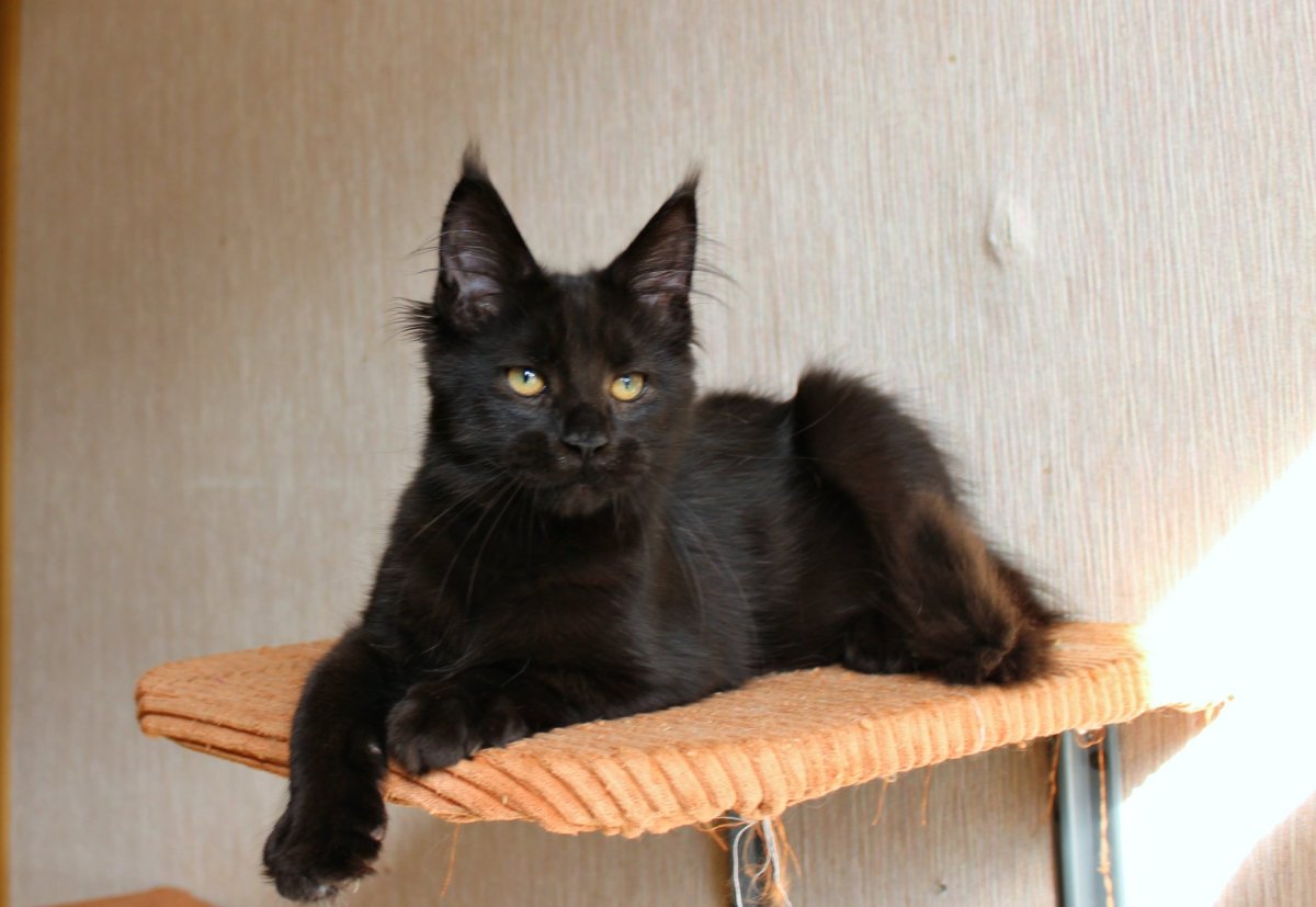 Сфинкс кот помесь