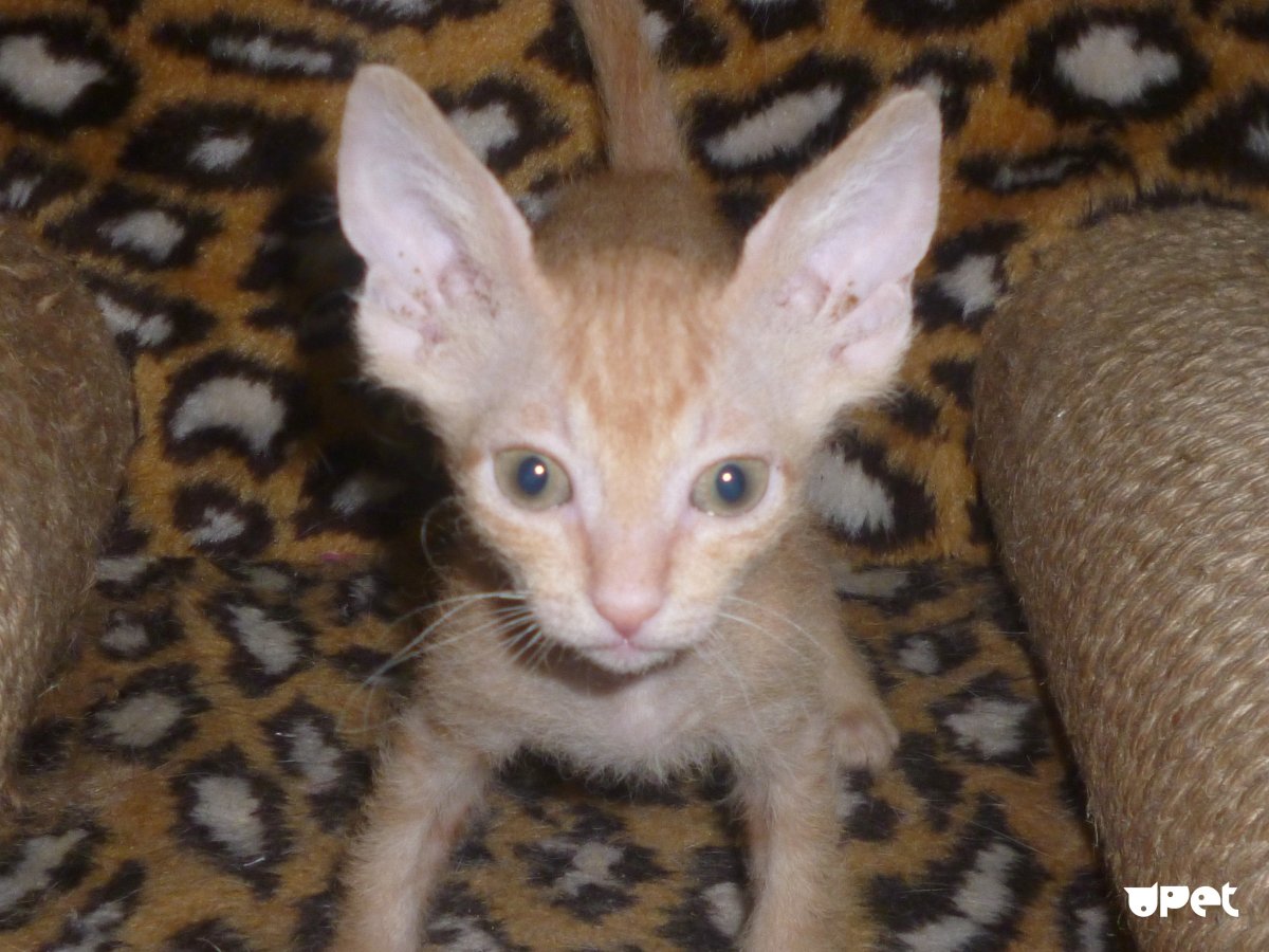 Метис Мейн куна и сфинкса