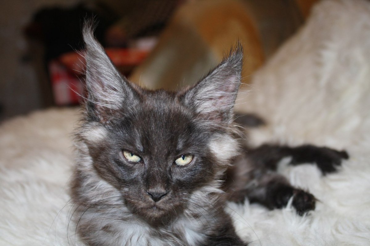 Метис сфинкса и Мейн кун