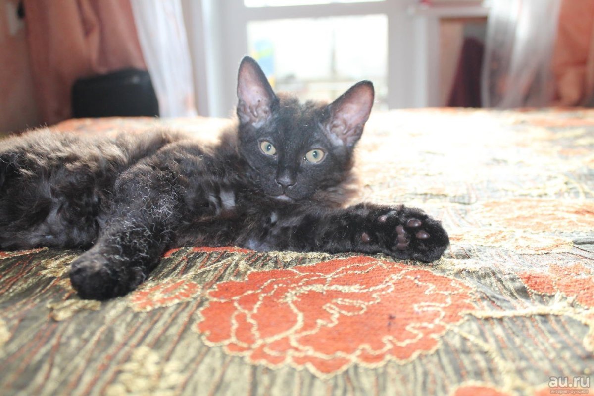 Ориентал и Мейн кун метис