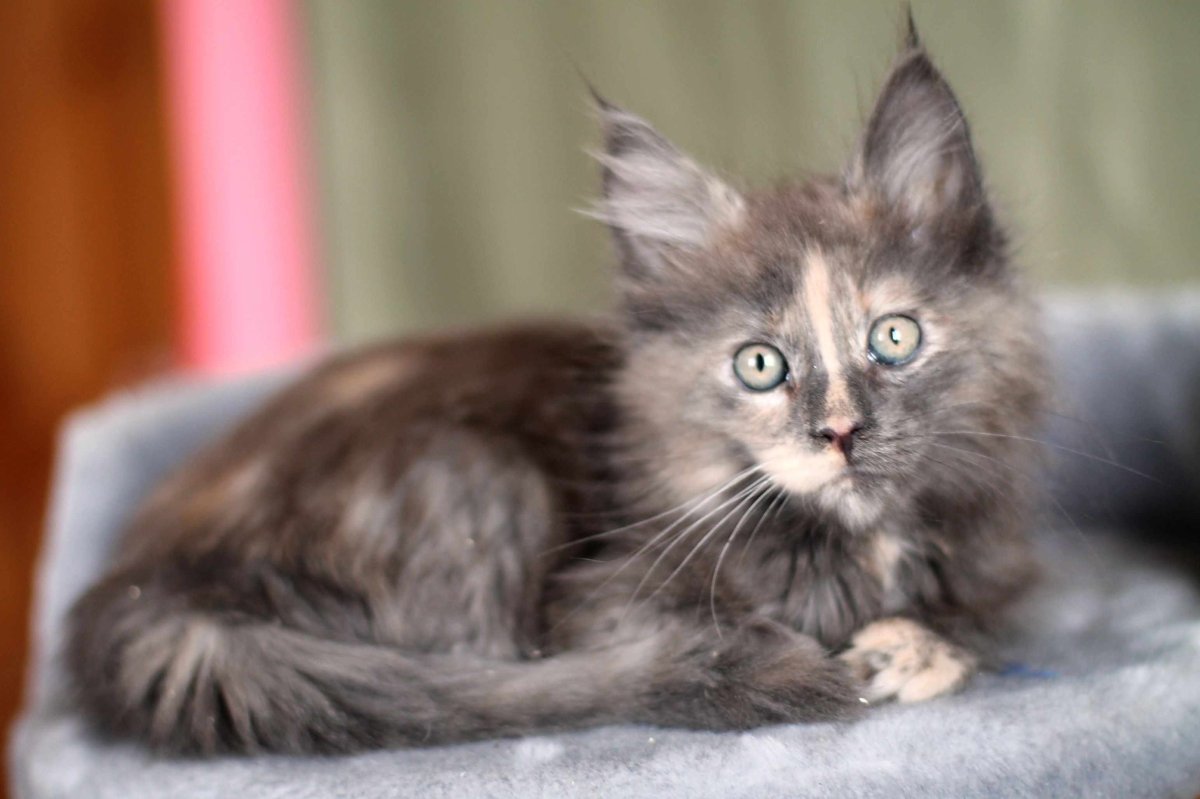 Котенок метис черного Мейн куна 1 месяц