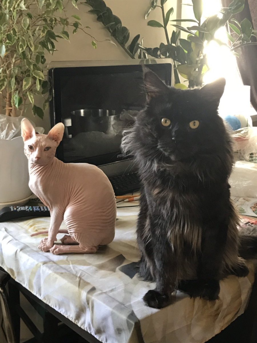 Джаспер безглазый сфинкс