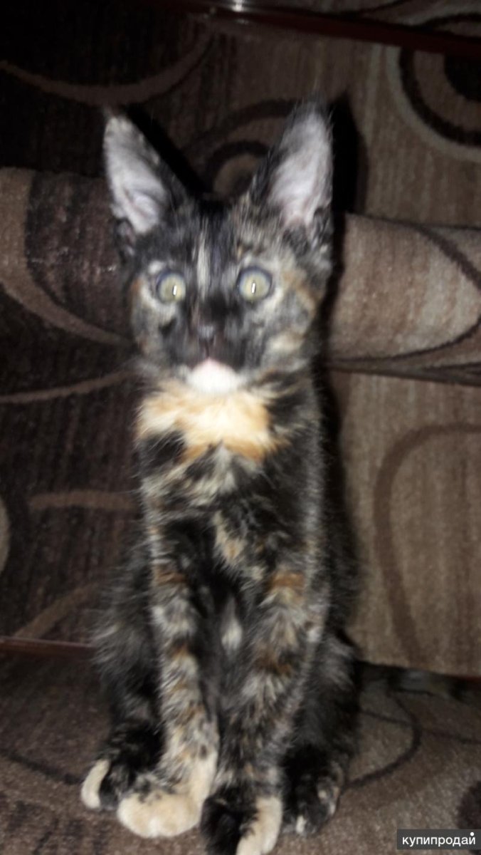 Метис ориентала и Мейн куна